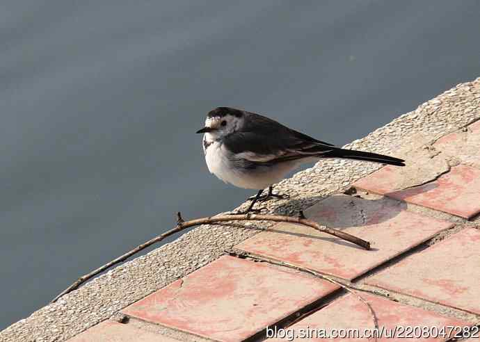 151.圣诞节送上12月份拍新鸟 151.圣诞节送上12月份拍新鸟