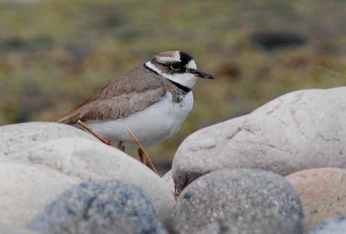 快乐打鸟 wbr wbr呼呼捏丫