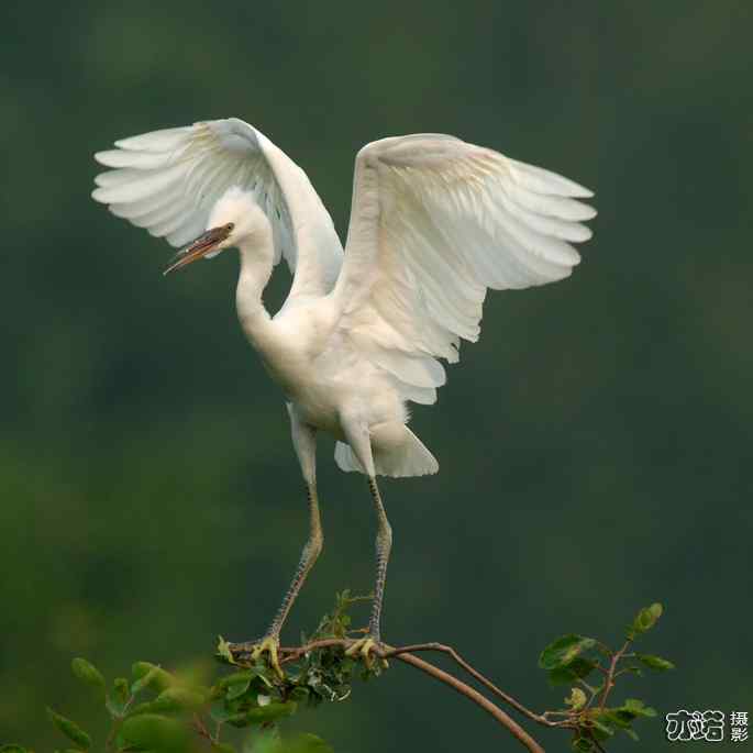 小白鹭与小夜鹭 小白鹭与小夜鹭