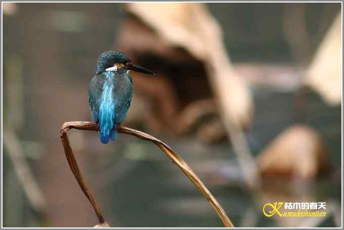 鸳鸯&bull;小翠远摄【照片】