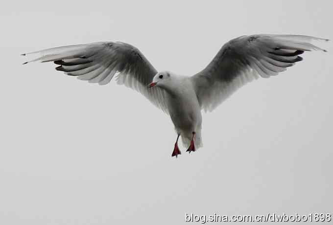 灰斑鸠踩蛋 wbr须浮鸥育雏