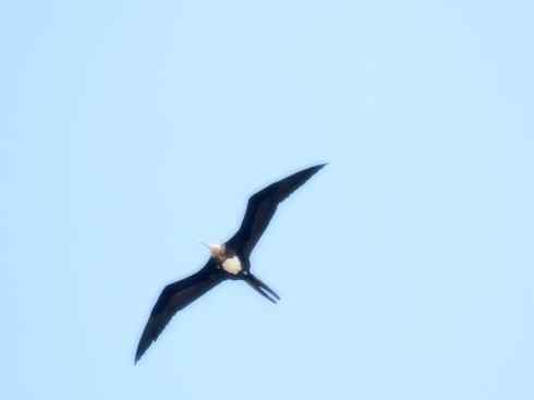 天生猎手：非猛禽类猎手之五（海上霸主军舰鸟、海鸥）