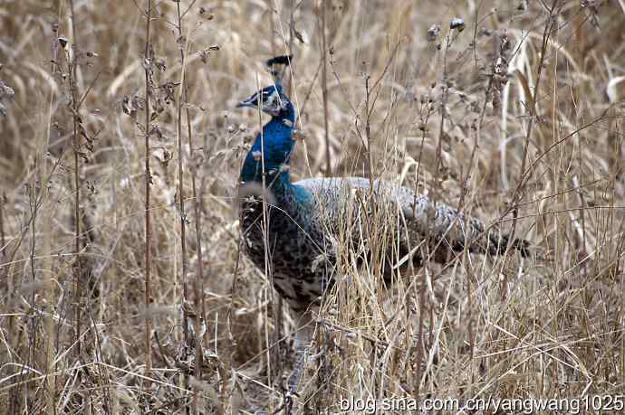 您见过秃尾巴孔雀开屏吗？（趣闻）