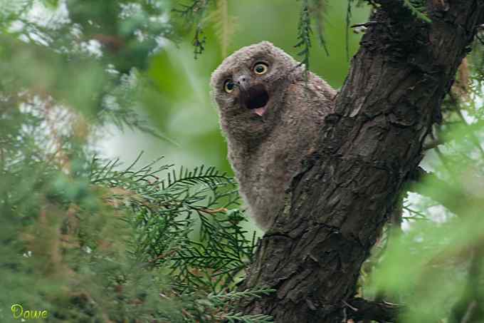 偶遇东方角鸮宝宝