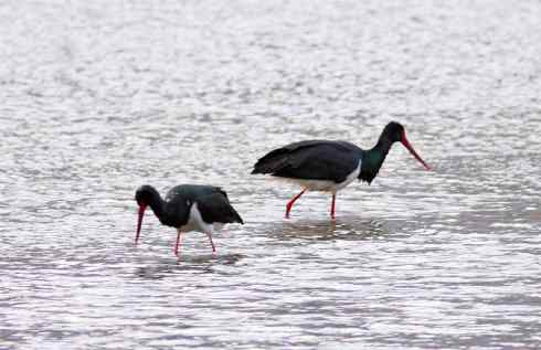 五百分之八的黑鹳