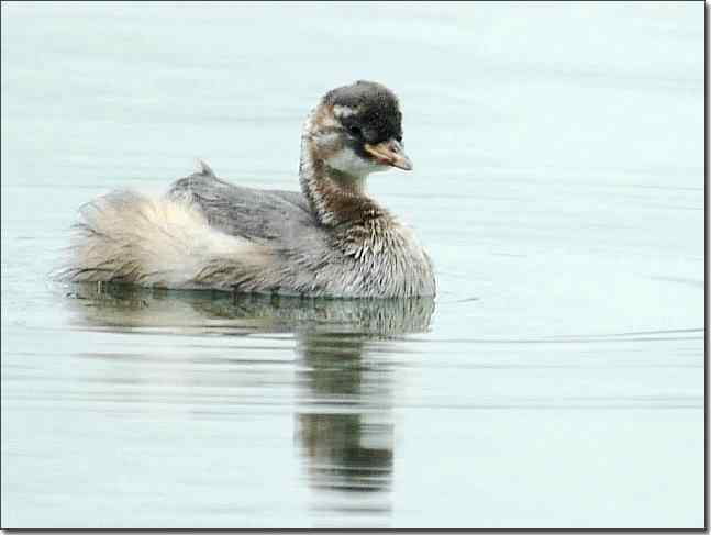 奥体公园观赏小鸊鷉