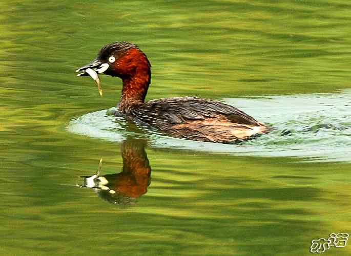 北京植物园拍鸟——小鸊鷉一家