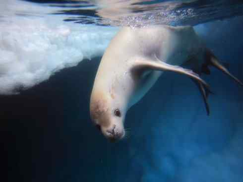 自然奇观：动物大迁徙(鳍足类)