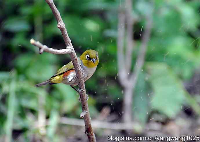 红胁绣眼、小鹀