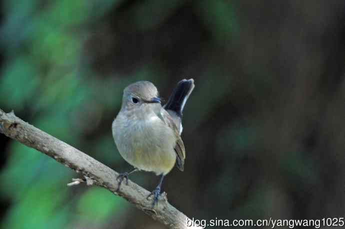 秋天的红喉姬鹟(3) 秋天的红喉姬鹟(3)