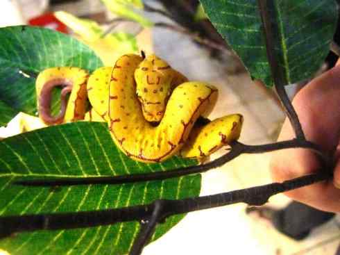 龙：传说的兽原型探秘（树蟒类）