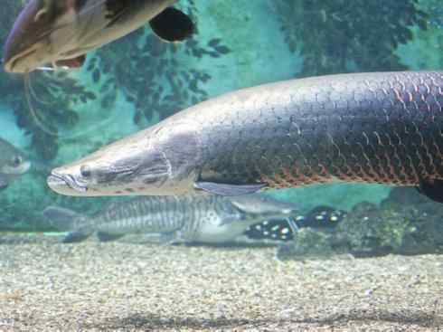 鱼类活化石：巨骨舌鱼
