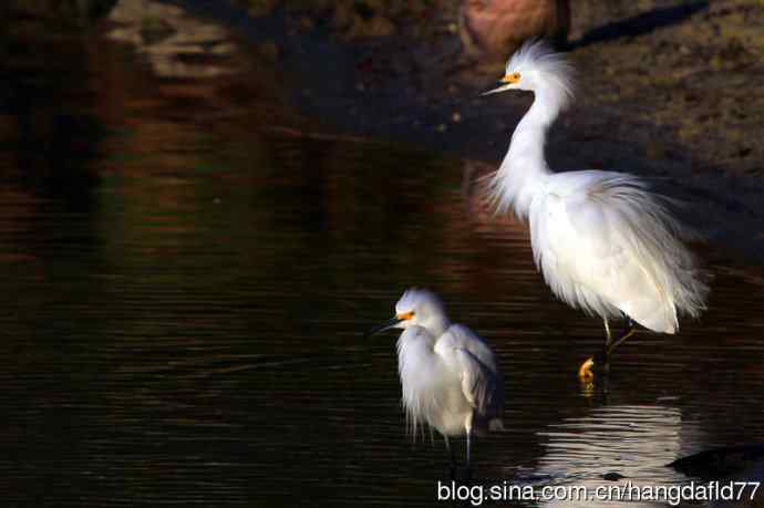 美国鸟类摄影——雪鹭（2）