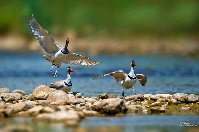 北京四季鹮嘴鹬