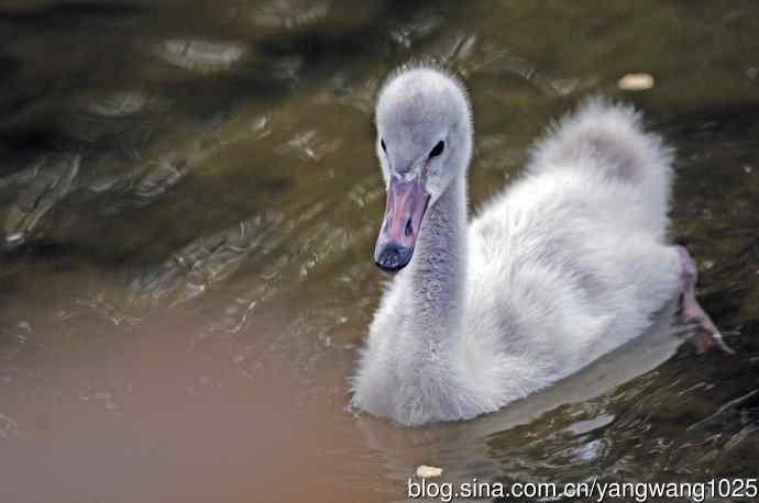 我丑吗？像鸭鸭吗？