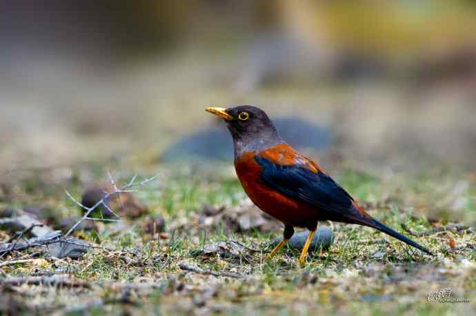 轻寒薄暖，再上川西
