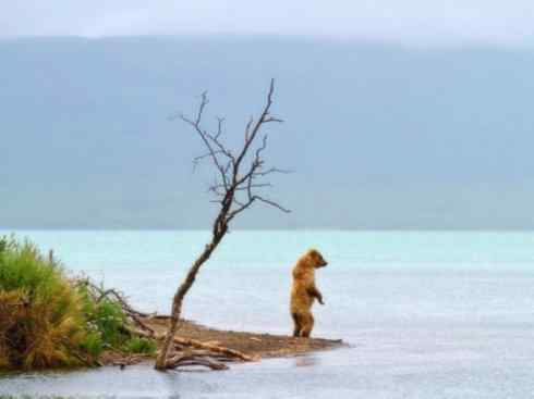十大喜食蜂蜜动物:棕熊 十大喜食蜂蜜动物:棕熊