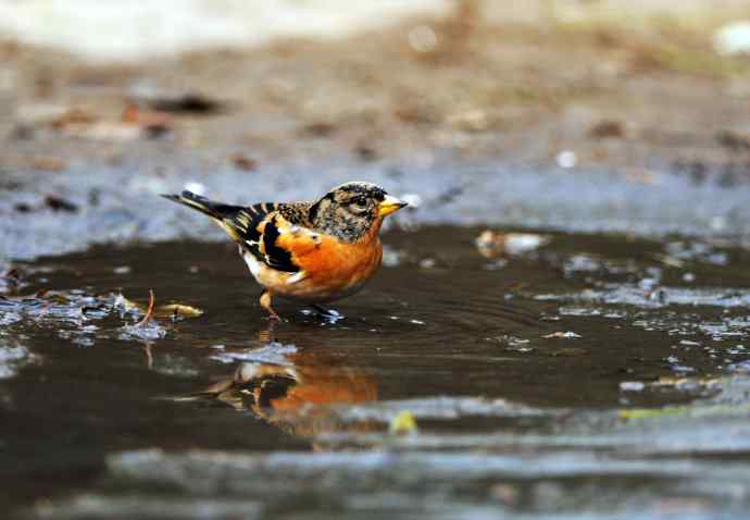 北京天坛公园的鸟类——洗浴与争斗