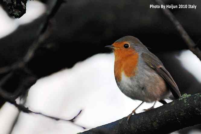 【亚平宁半岛之旅 wbr. wbr鸟鸟猎摄】