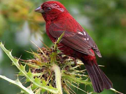 极品红色鸟类：酒红朱雀