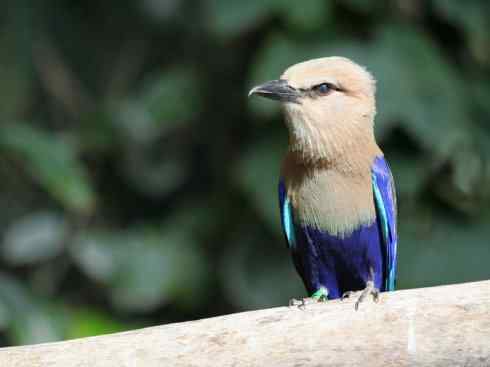 绝色攀禽：佛法僧目之佛法僧2