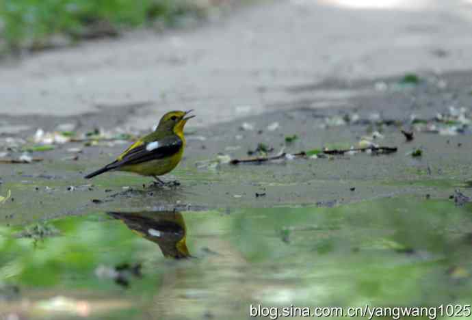 拍照与写博（绿背姬鶲篇）