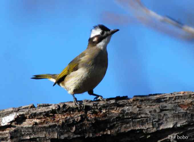 酷派十足滴白头鹎