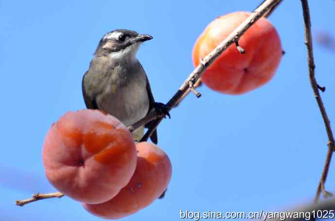 吃柿子的白头鹎