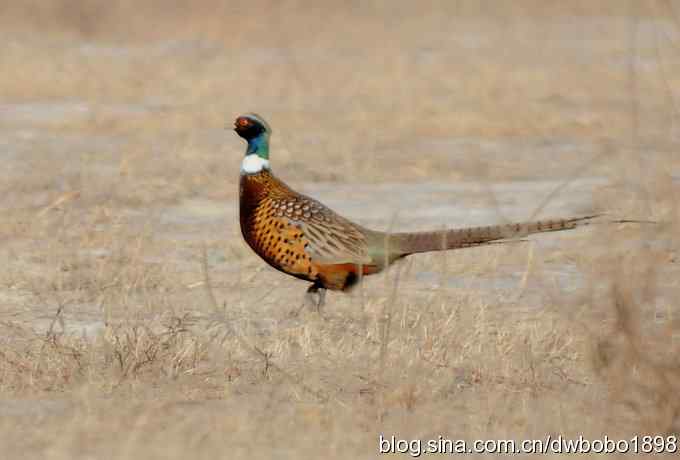 邂逅雉鸡群