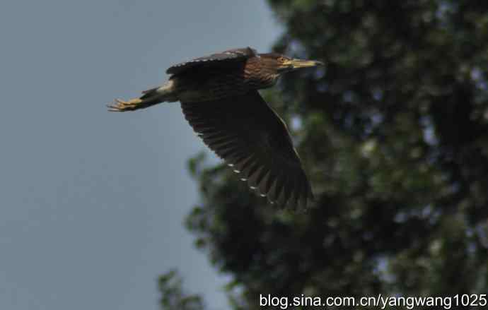 夜鹭(大丽抓拍) 夜鹭(大丽抓拍)