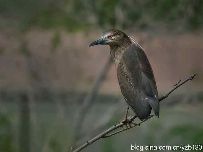 警觉、呆板、发愣（组图，9张图片）