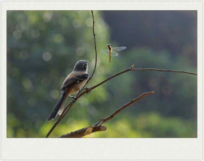 211.小伯劳成长记(5)结束篇--群友部分精彩作品选