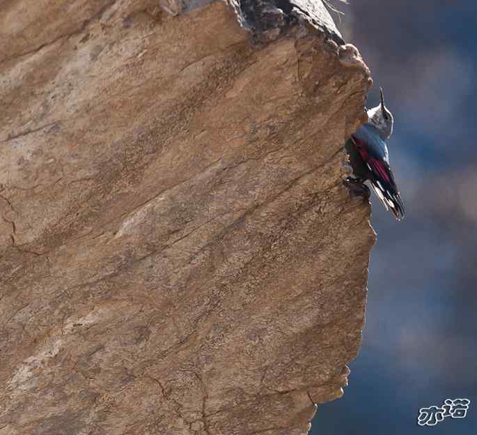 永定河峡谷 wbr路 wbr红翅旋壁雀 永定河峡谷 wbr路 wbr红翅旋壁雀
