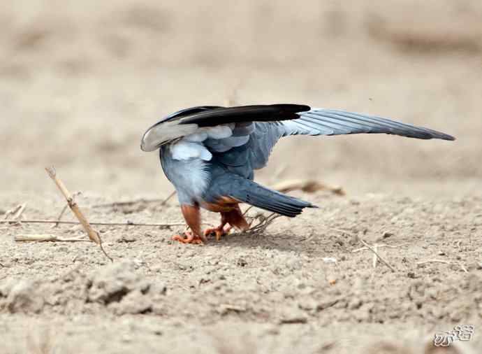 官厅水库拍鸟——阿穆尔隼