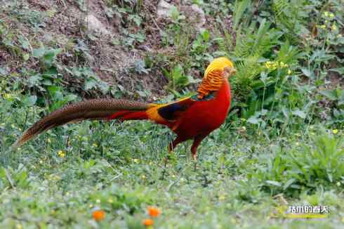 发一组鈥満旄菇跫︹
