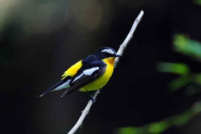 雄性白眉姬鹟(17) 雄性白眉姬鹟(17)