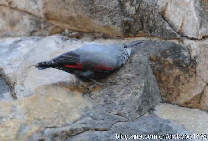 优雅红翅 旋壁山岩