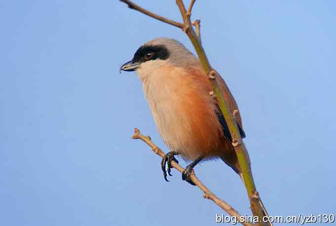 伯劳献瑞(组图) 伯劳献瑞(组图)