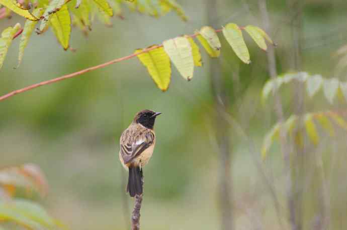 近几天拍到的鸟（拍鸟季来了鈥斺敼！）