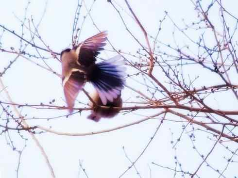 白头鸟系列:另类的美丽6 白头鸟系列:另类的美丽6