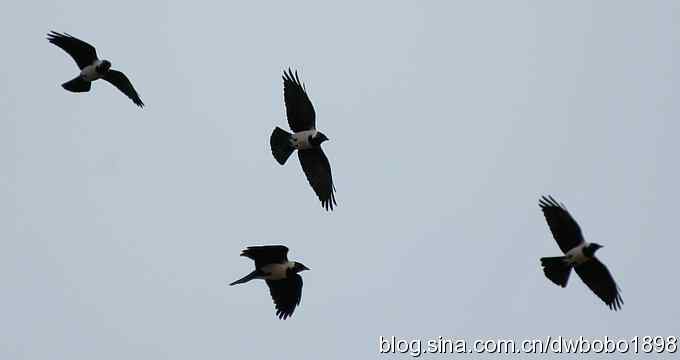 初冬沙河 wbr寒鸦满天