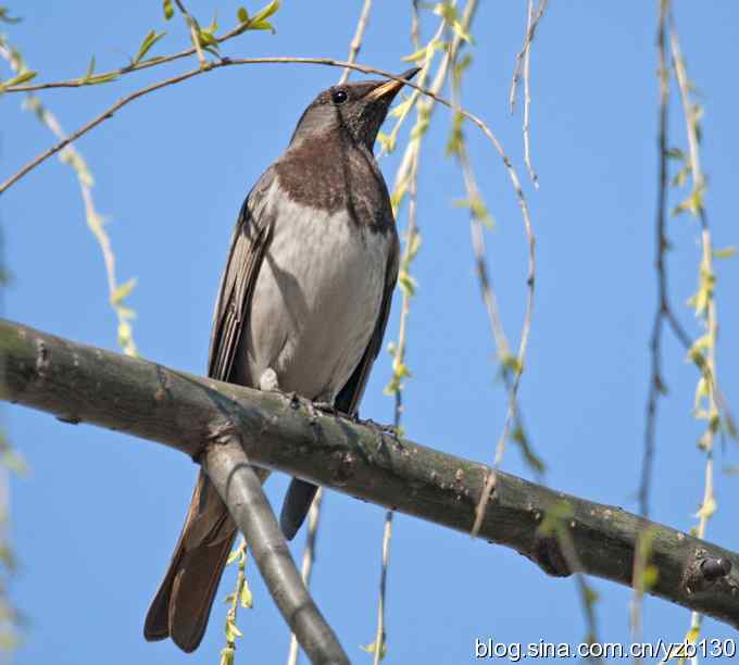 擦枪第二天(组图)