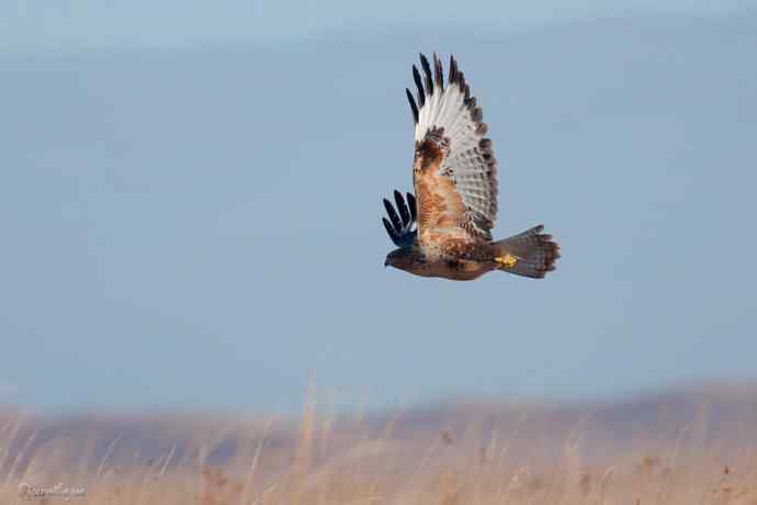 草原追梦. 蓝天鵟影