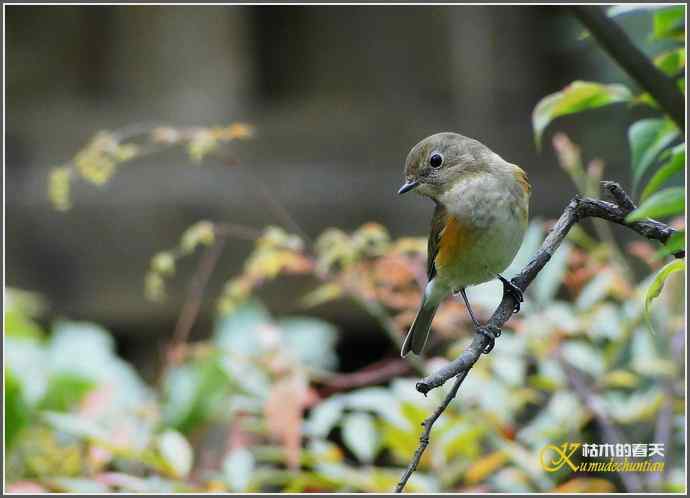 一组鸟片（3月25日）