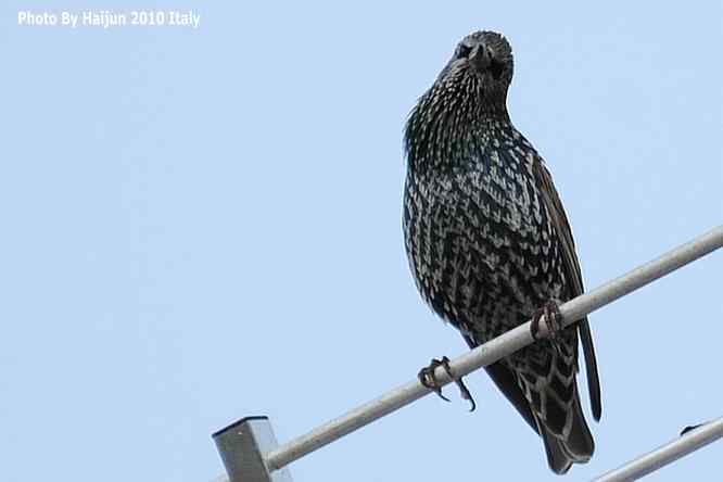 【亚平宁半岛之旅 wbr. wbr紫翅椋鸟】