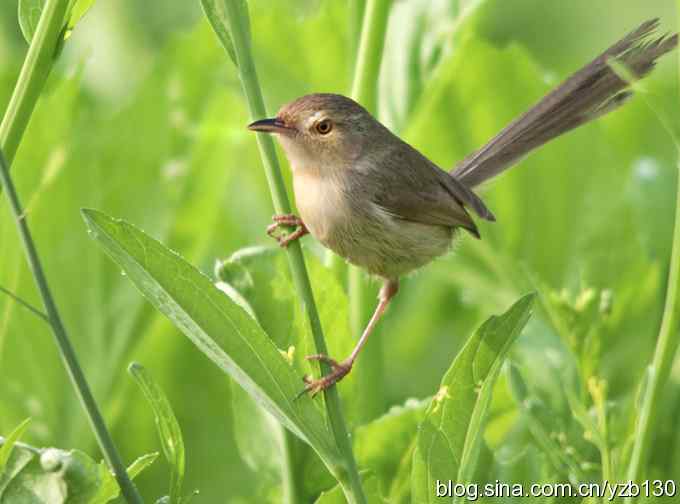 跳跃于菜花间的小精灵——褐头鹪莺(组图)