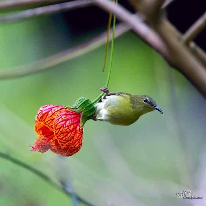 灯笼花上的叉尾太阳鸟