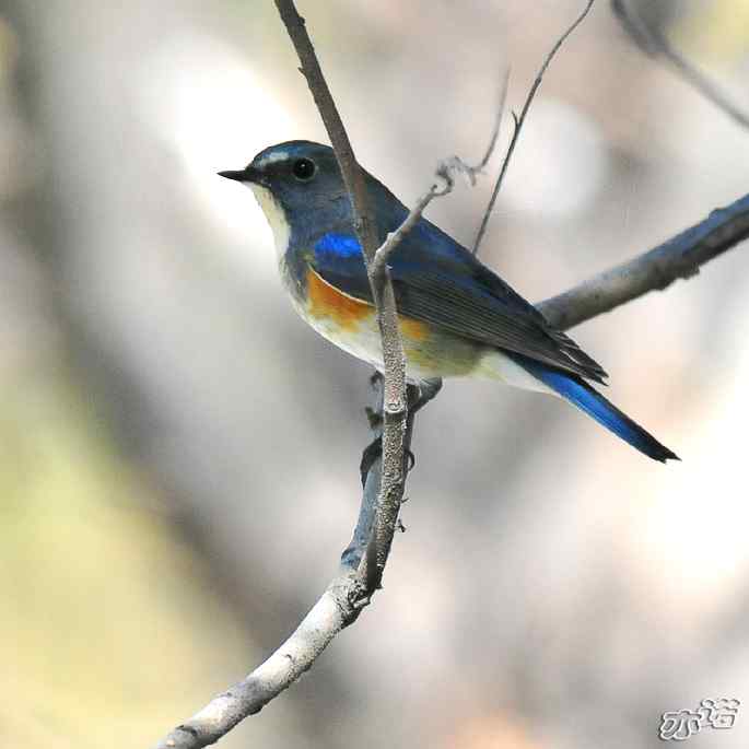 河北乐亭&nbsp;wbr路&nbsp;wbr红胁蓝尾鸲