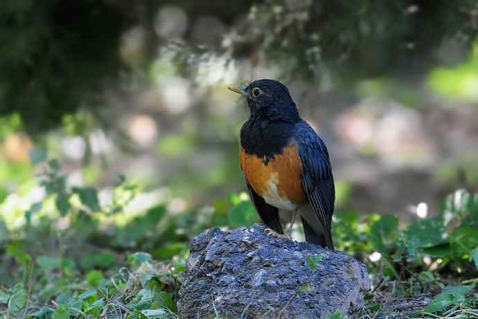 【新鸟】黑胸鸫和乌灰鸫