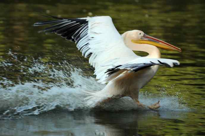 再拍鹈鹕 wbr wbr14